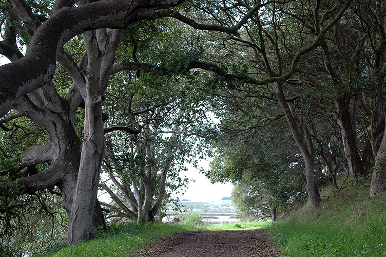 Elkhorn Slough Feb. 2010 025.jpg